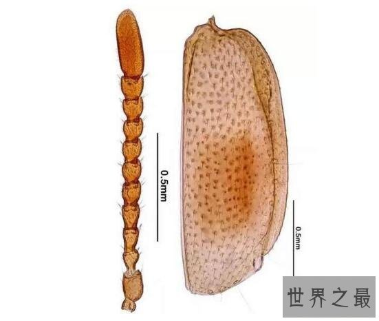 全球昆虫新物种：双斑粗角步甲一员 可喷60℃高温化学物质