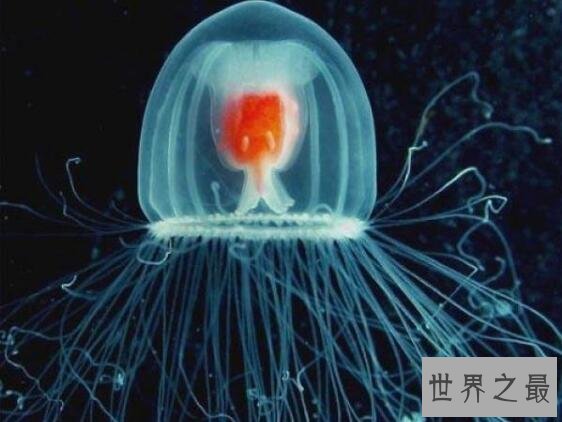 地球唯一不死的生物：灯塔水母不断的返老还童达到永生