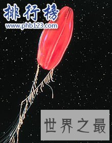 地球上最早的生物：栉水母（长相如外星生物）