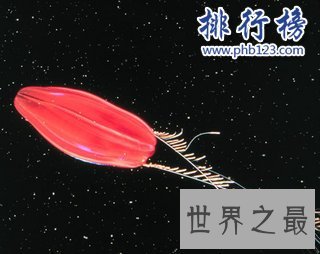 地球上最早的生物：栉水母（长相如外星生物）