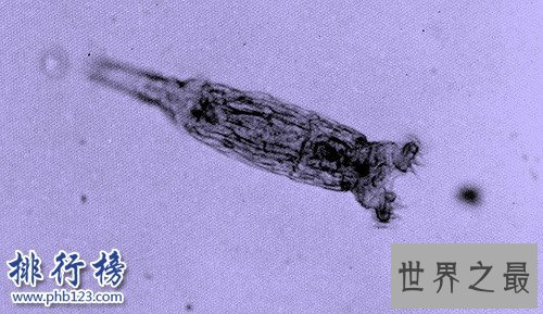 地球五大不死神兽：生命力爆表，第3种能偷DNA