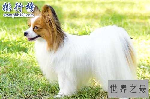 世界上最小的十大狗品种：约克犬可放口袋 吉娃娃最小