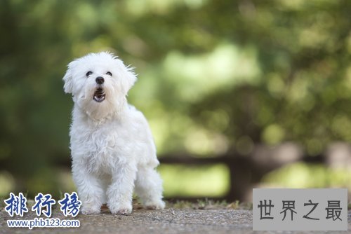 世界上最小的十大狗品种：约克犬可放口袋 吉娃娃最小