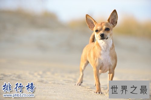 世界上最小的十大狗品种：约克犬可放口袋 吉娃娃最小