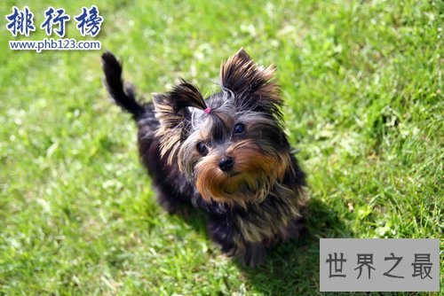 世界上最小的十大狗品种：约克犬可放口袋 吉娃娃最小