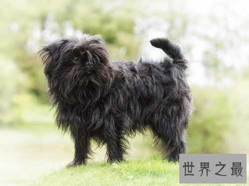 世界上最小的十大狗品种：约克犬可放口袋 吉娃娃最小