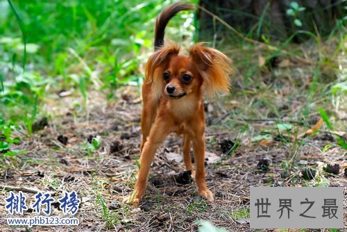 世界上最小的十大狗品种：约克犬可放口袋 吉娃娃最小