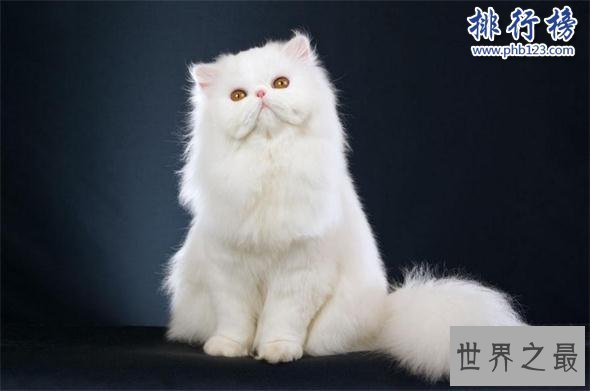 世界上最聪明的猫排行，高智商又粘人的猫主子们