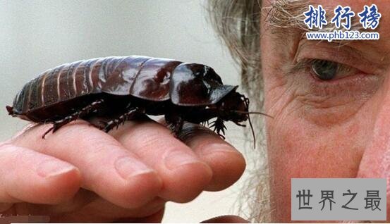世界上最大的蟑螂：犀牛蟑螂(智商极高能听懂人话)