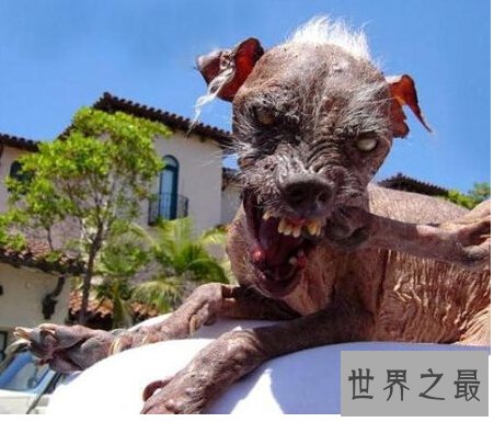 世界上最丑的狗排行榜 十大最丑宠物狗