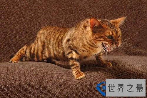 世界十大最名贵猫排行榜 最名贵猫介绍