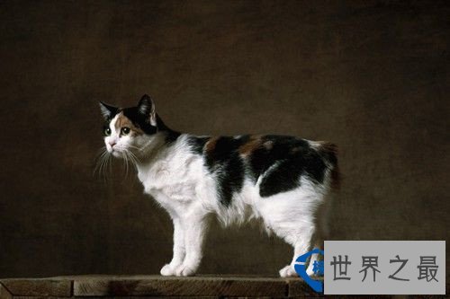 世界十大最名贵猫排行榜 最名贵猫介绍