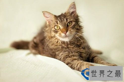 世界十大最名贵猫排行榜 最名贵猫介绍