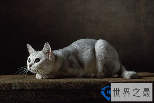 世界十大最名贵猫排行榜 最名贵猫介绍