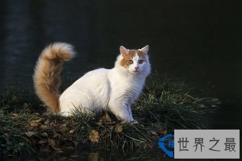 世界十大最名贵猫排行榜 最名贵猫介绍