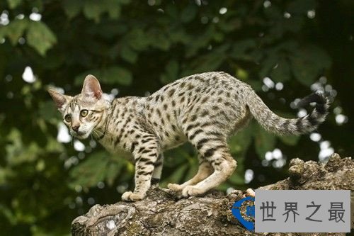 世界十大最名贵猫排行榜 最名贵猫介绍