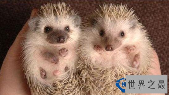 非洲小刺猬(AfricanPygmyHedgehog)