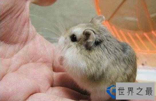 多瓦夫仓鼠(DwarfHamster)