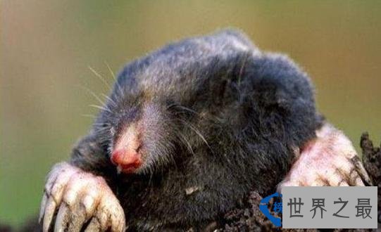 欧鼹鼠(EuropeanMole)