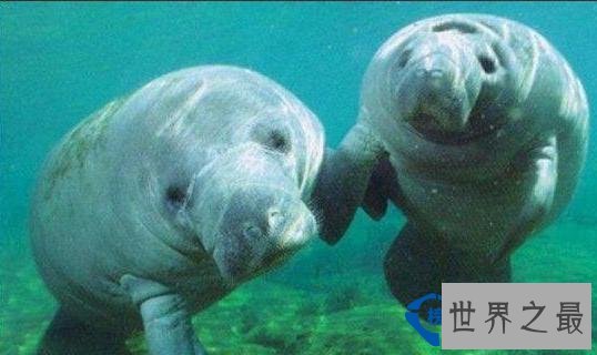 海牛(Manatee)