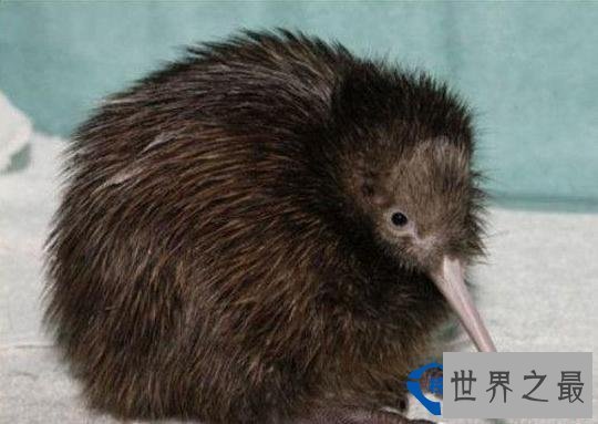 奇异鸟(kiwi)