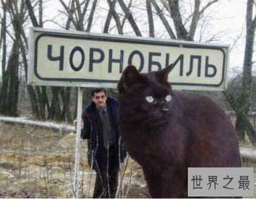 世界上最大的猫,乌克兰巨猫Angie(重726斤/核辐射异变)