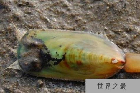 杀不死的十大生物，面对核武器都鄙夷不屑