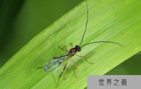 杀不死的十大生物，面对核武器都鄙夷不屑