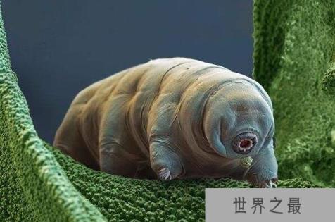 杀不死的十大生物，面对核武器都鄙夷不屑