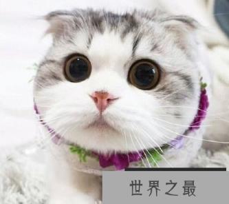 初养猫养什么品种好？最适合家养的猫排名