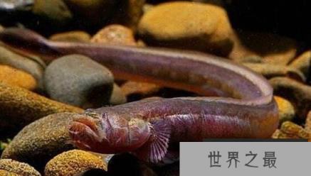 狼牙虾虎鱼生命力顽强，头被斩断还依旧活蹦乱跳