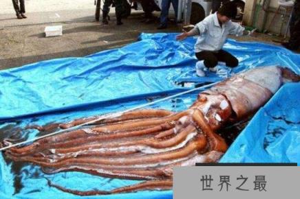 日本人发现地震乌贼，深海生物上浮预警地震到来