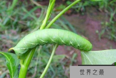 细数农村那些可怕的虫子，纸老虎猪儿虫还有可怕的活辣子