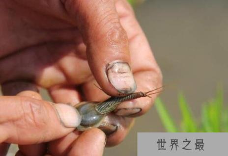 古老的三眼恐龙虾，它们距今已有2亿年历史(经过三次世纪大灭绝)