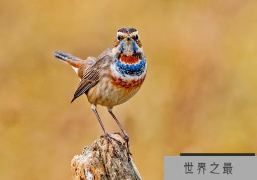 观赏鸟十大鸣鸟排名，最受欢迎的鸟长得漂亮声音好听