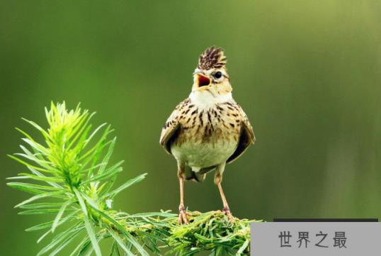 观赏鸟十大鸣鸟排名，最受欢迎的鸟长得漂亮声音好听