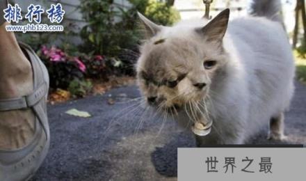 吉尼斯世界上寿命最长的双面猫：三只眼两嘴巴