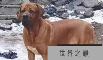 世界上最贵的狗，世界十大名犬排行榜