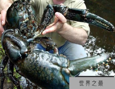 世界上最大的淡水龙虾，已成为濒危动物