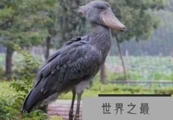 世界上最大的鸟鹳是鳄鱼杀手