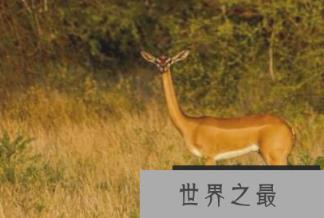 世界上最长的羚羊可以吃2米高的叶子,脖子长