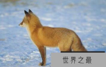 世界上最大的狐狸红狐可以超过70厘米长