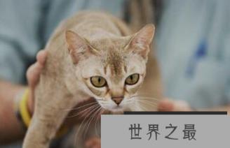 新加坡猫是世界上最小的猫很少超过5斤,它们自带眼线