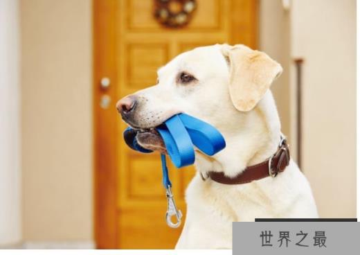 拉布拉多犬