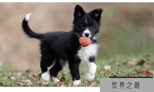 边境牧羊犬