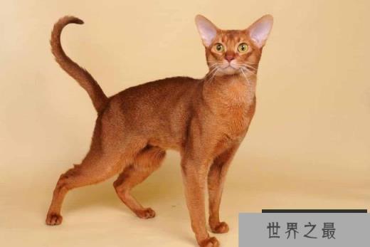 阿比西尼亚猫