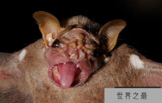 The Wrinkled Face Bat