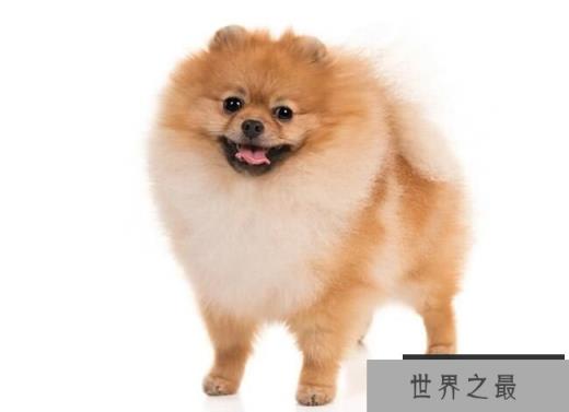 博美犬