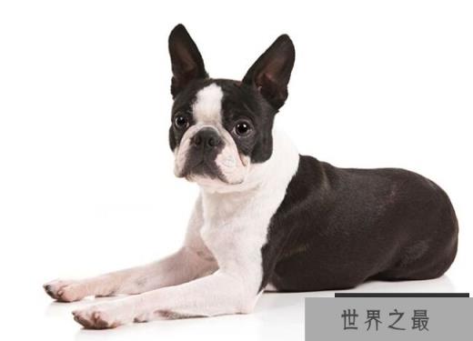 波士顿梗犬