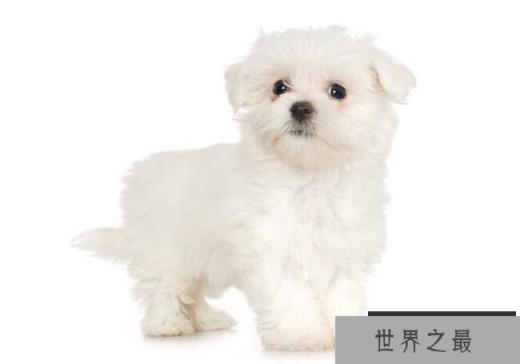 马尔济斯犬